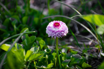 Pink daisy on green field. Daisy flower - wild chamomile. Pink daisies in the garden. Bellis perennis. © Andrei