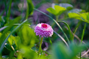 Pink daisy on green field. Daisy flower - wild chamomile. Pink daisies in the garden. Bellis perennis. © Andrei