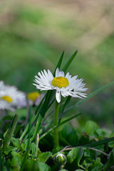 White daisy on green field. Daisy flower - wild chamomile. White daisies in the garden. Bellis perennis. © Andrei