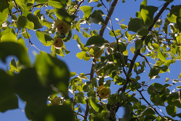 pears on the branch