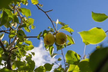 pears on the branch