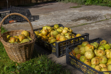 pears in the basket