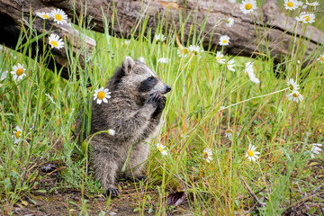 Baby Raccoon Standing in a Field of Daisies and Mouthing a Pebble