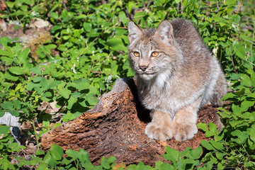 Naklejka na ściany i meble Canada Lynx Looking out into the Fresh Green Spring Landscape