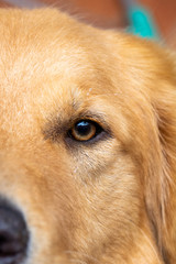 portrait of a dog eye