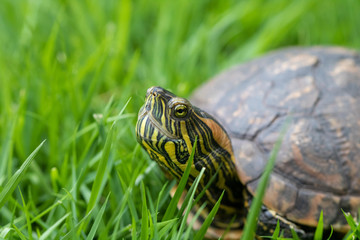 turtle on the grass