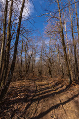 Obraz premium walk in the forest