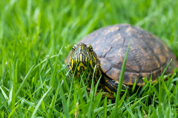 turtle on grass