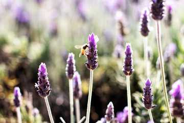 Fototapeta premium plantas