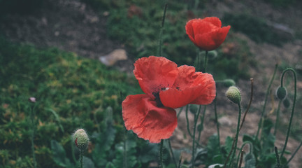 Red poppies in the garden