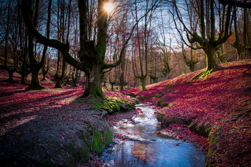 otzaretta forest red leaves
