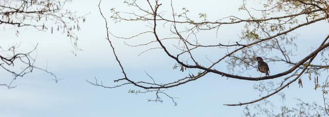 Bird on a tree branch on a blue sky background