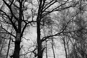 Black and white picture of forest trees without leaves and with nesting box. Autumn nature.
