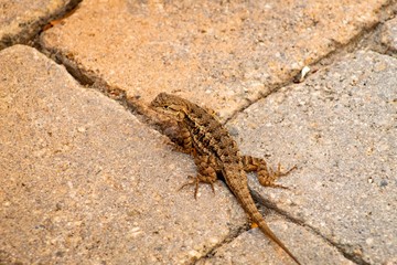 lizard on rock