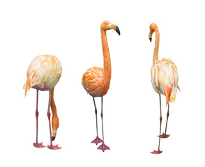 Pink flamingo (Phoenicopterus) set isolated on a white background with clipping path. © Ollga P