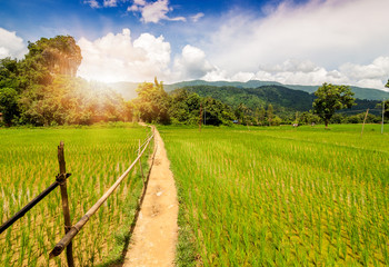 Fototapeta na wymiar Beautiful Landscape of rice field with mountain in morning time background. Rice cultivation is the main occupation in rural of Thailand, Laos, Asia. 