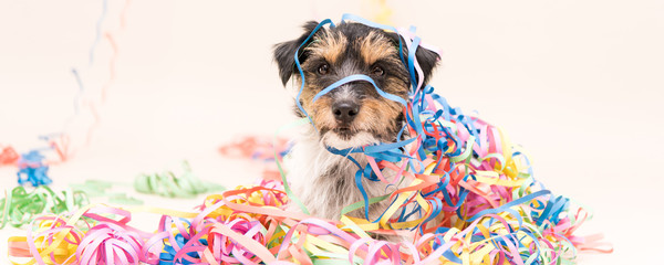  Party Dog. Jack Russell ready for carnival