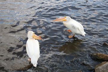 Adult white pelicans