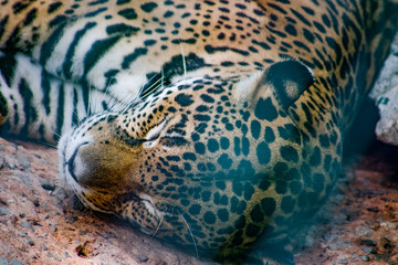 leopardo © isaac_l_mesa
