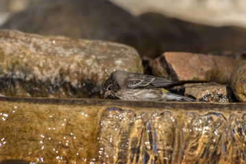 Wet and colorful Lesser Goldfinch bird standing in stream water while bathing to maintain hygiene.