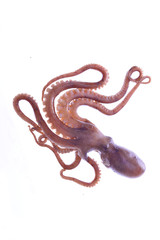 Fototapeta premium Octopus on a white background