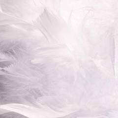 Obraz premium Abstract blue tone feathers background. Fluffy feather fashion design vintage bohemian style pastel texture.