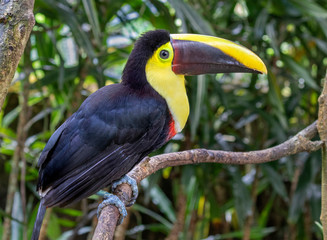 Naklejka premium Yellow-throated toucan (Ramphastos ambiguus), portrait in the rain forest, Alajuela, Costa Rica.