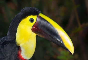 Yellow-throated toucan (Ramphastos ambiguus), portrait in the rain forest, Alajuela, Costa Rica.