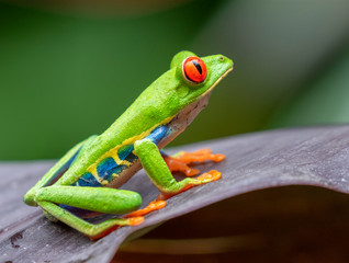 Red-eyed tree frog (Agalychnis callidryas) on a leaf, Alajuela, Costa Rica.