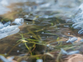 grass under ice in winter