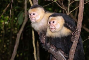White-headed capuchin (Cebus imitator), two monkeys looking to the side, Puntarenas, Costa Rica.