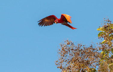 Scarlet Macaw (Ara macao) flying over nut trees in blue sky, Puntarenas, Costa Rica.