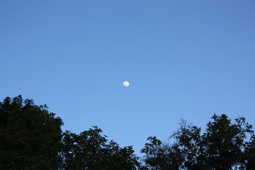 marco luna cielo y arboles