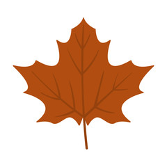 Maple Leaf - Variety of maple leaf isolated on white background