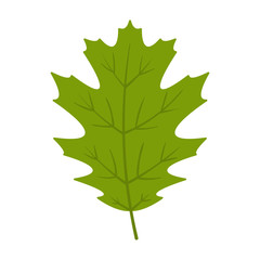 Oak Leaf - Variety of oak leaf isolated on white background