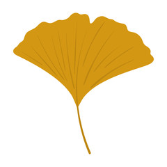 Ginkgo Biloba Leaf - Ginkgo biloba leaf isolated on white background