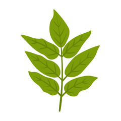 Ash Leaves - Ash leaves isolated on white background