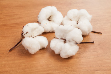 Gossypium-Cotton flowers on wooden background