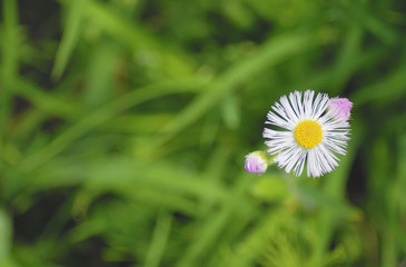 草花　春　素材