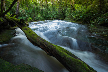Obraz premium Mountain river stream waterfall green forest Landscape nature plant tree rainforest jungle small waterfall with rock green mos