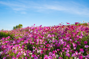 Obraz na płótnie Canvas spring flower pink field colorful cosmos flower blooming in the beautiful garden flowers on hill landscape pink and red cosmos field
