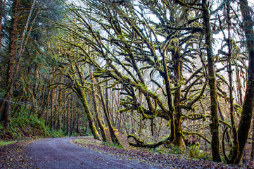 Fototapeta premium A road less traveled in Lost Man Creek, Northern, California_DSC1595