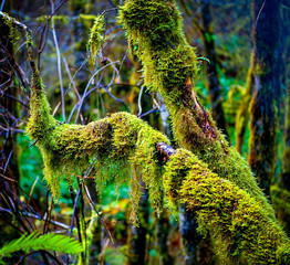Green Moss _DSC1410 -1