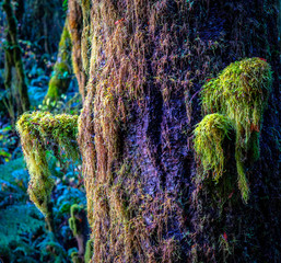Green Moss_DSC1569