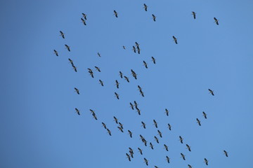 flock of birds on blue sky