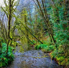 Lost Man Creek _Panorama5
