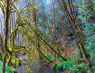 Lost Man Creek _Panorama5