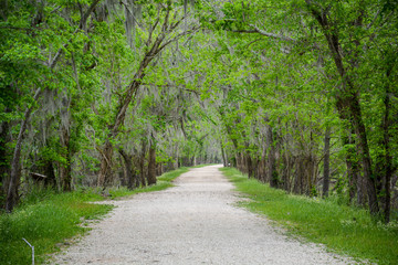 White gravel path through trees with Spanish moss