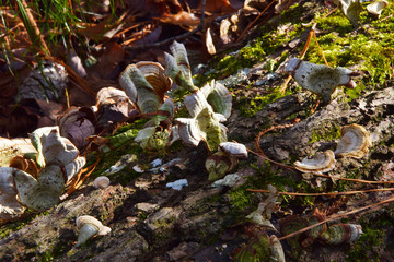 Lichens Growing in the Sun