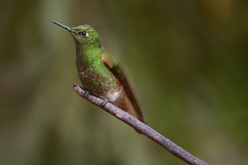 Green hummingbird sitting on branch